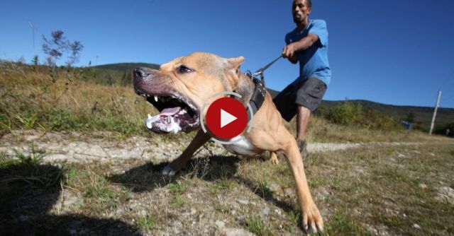 Super Pit Bull: Training The Ultimate Protection Dog