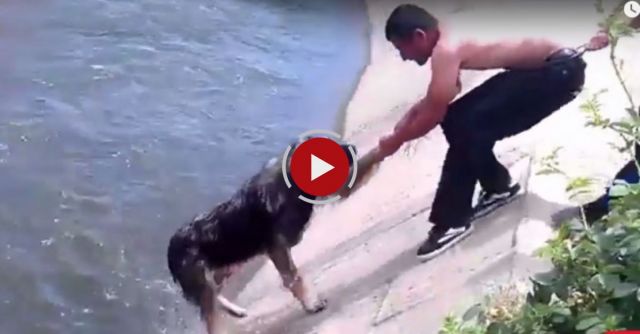 Top 10 Most Inspiring Dog Rescues