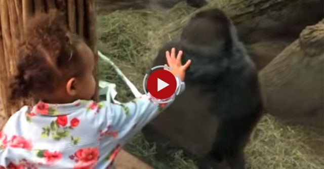 A Gorilla Taught My Toddler How To Use Her Middle Finger 