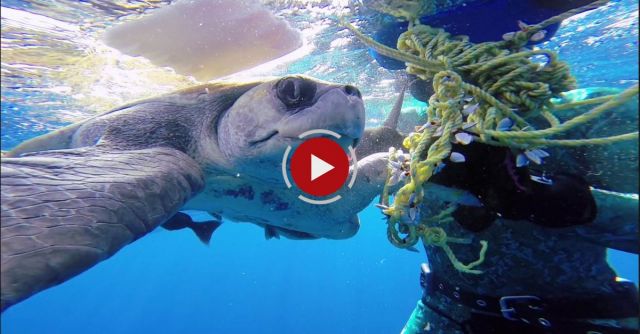 GoPro: Diver Saves Sea Turtle