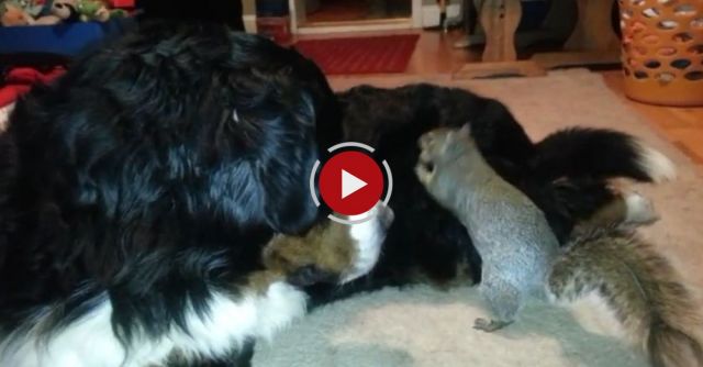 Squirrel Hides Nuts In A Bernese Mountain Dog's Fur