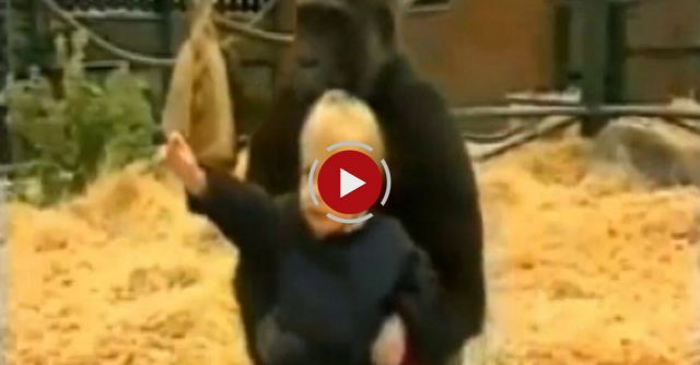 Animal Activist Films His Baby With 300 Pound Gorilla In Cage | Good Morning America || ABC News