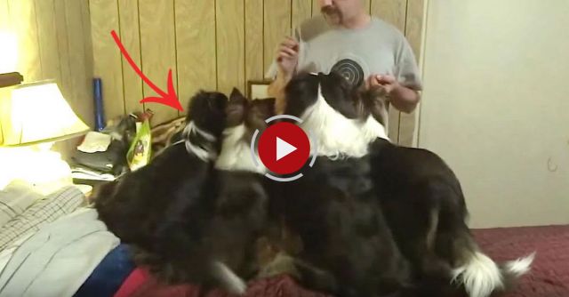 Dog Switches Places In Treat Line To Get Extra Food