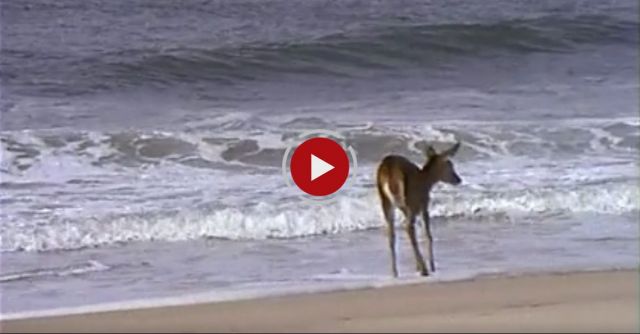 Deer Playing In The Ocean