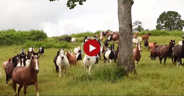 Rescued Horses Lovin' Life At Oregon Sanctuary