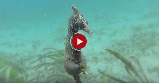 Seahorse Giving Birth In The Wild