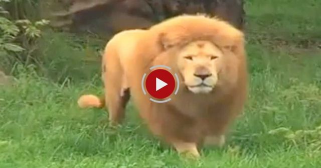 Big Cat Plays Football Amazing Lion Johannesburg Zoo   YouTube