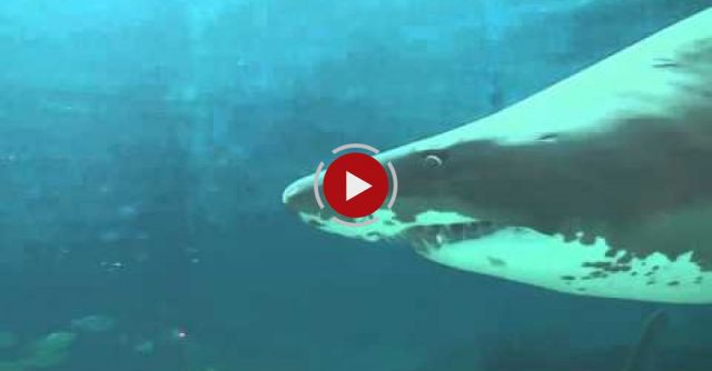 WARNING - GRAPHIC: Shark Attack Caught On Video