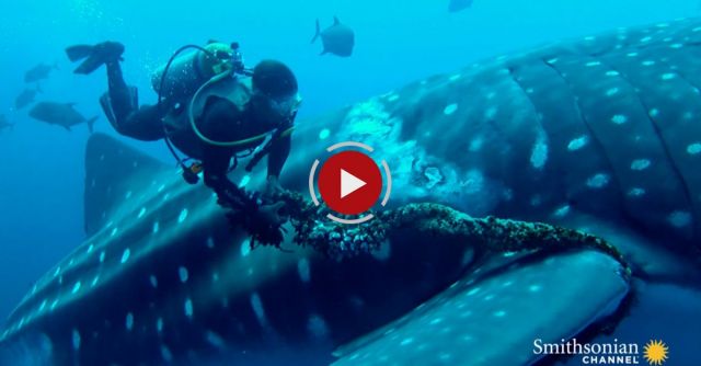 A Whale Shark Cooperates With The Diver Saving Him