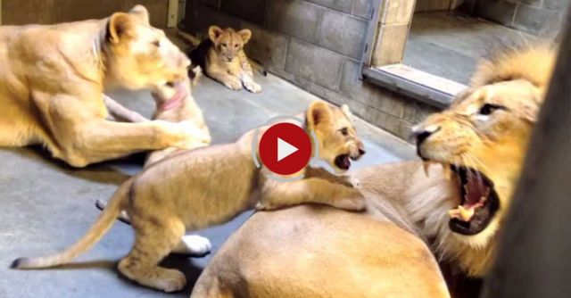 Lion Cubs Meet Dad - Cincinnati Zoo