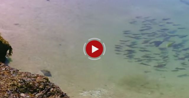 SQUID Trapped In A Tidal Pool