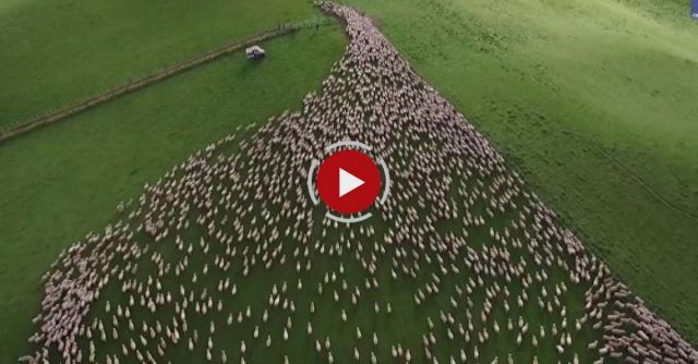 Mesmerising Mass Sheep Herding