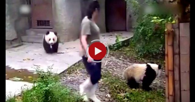 Clingy Panda Do Not Let Zookeeper Go