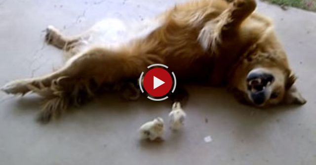 Dog  Adopts 10 Baby Chicks