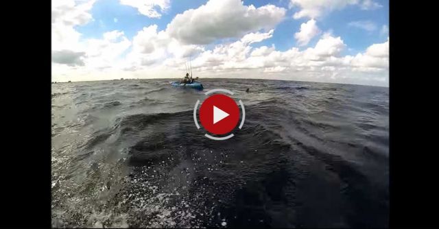 Hammerhead Shark Stalks Kayakers - Pushin' Water Kayak Charters