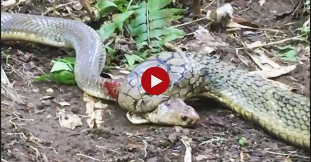 KING Cobra, Attacks & Eats Spitting Cobra