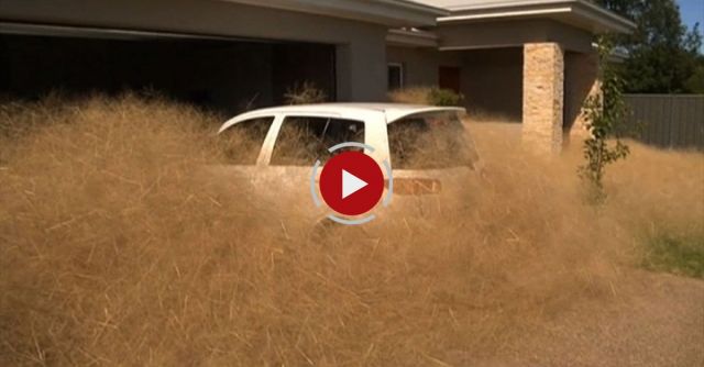 Town Overrun By Tumbleweeds