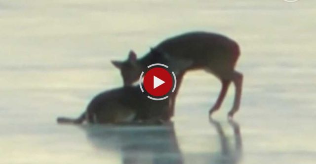 Doh, A Deer! Helicopter Rescues Doe On Thin Ice