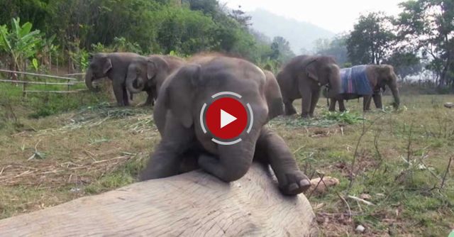 Clumsy Baby Elephant