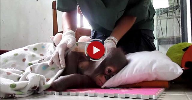 Crying Baby Orangutan Budi Receives Loving Care After Suffering Year Of Neglect