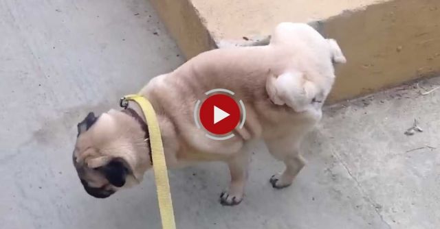 Pug Peeing On Two Legs