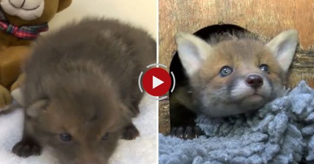 Watch A Fox Cub Growing Up! Day 1 To Day 35