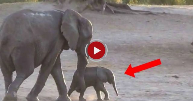 This Adorable Baby Elephant Didn't Want To Finish Bath Time.