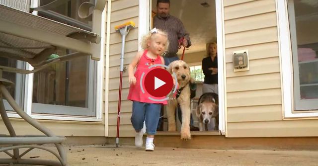 Toddler's Dog Isn't Only A Playmate, He's A Life Saver