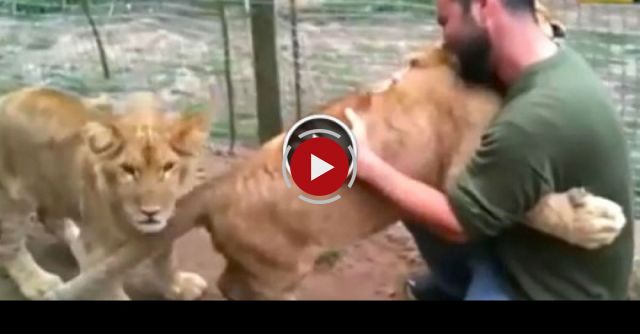 Hugging The Lion Cubs Goodbye