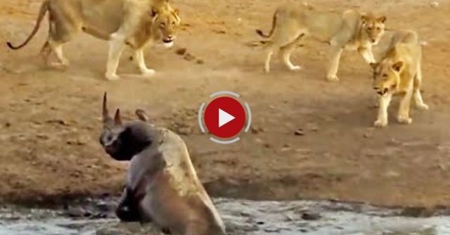 3 Lions Attack Black Rhino That's Stuck In Mud