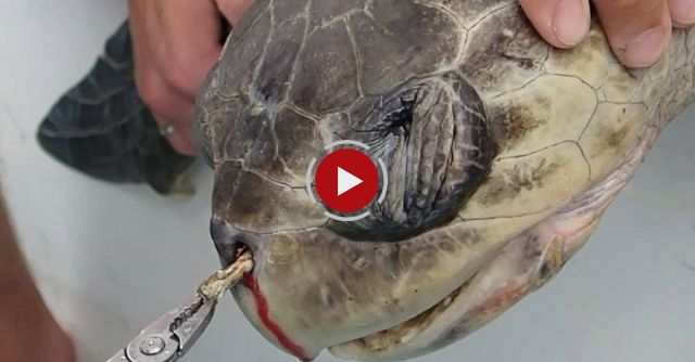 Sea Turtle With Straw Up Its Nostril - 