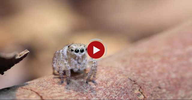 Peacock Spider 