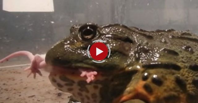 Giant African Bullfrogs Eating Everything In Sight