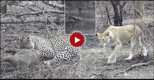 Leopard Kills Warthog & Lion Steals It!