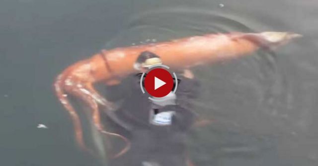 Giant Squid