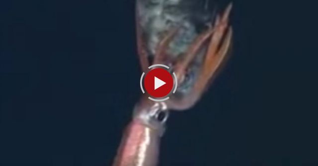 Deep Sea Squid Killing A Fish For The First Time On Film