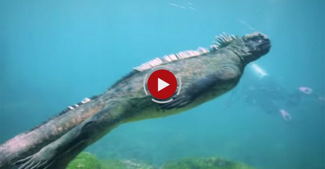 Marine Iguanas