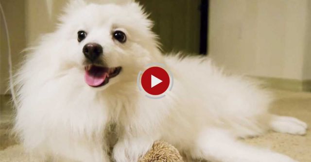 Dog Meets Hedgehog