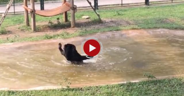 Freed From A Bear Bile Farm - Tuffy Jumps For Joy