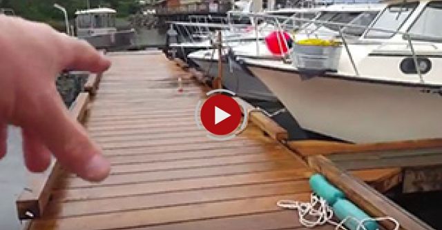 Ketchikan: Alaska Whale Feeding In Knudson Cove!