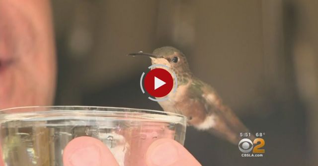 Man Goes The Distance For Tiny Hummingbird His Dog Helped Rescue