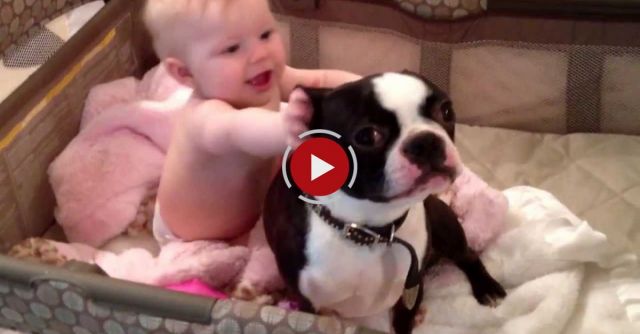 Crazy Boston Terrier In Baby's Crib! Must See!!!!