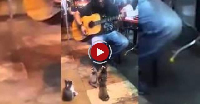 Adorable Video Shows Busker Performing To Group Of Kittens In Malaysia