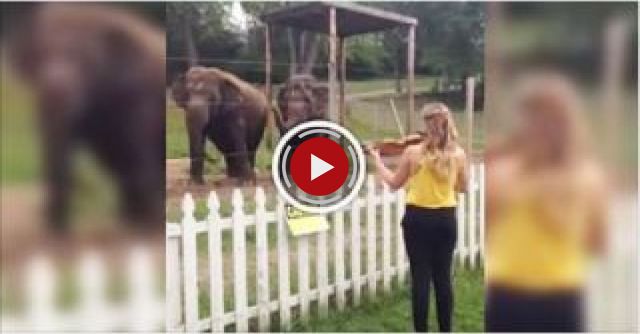 Elephants Dancing To Violin!  Adorable!