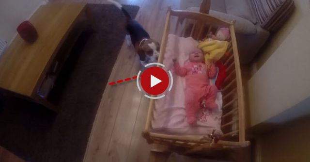 Babysitting  Dog Puts His Baby Sister To Sleep In A Swing Crib