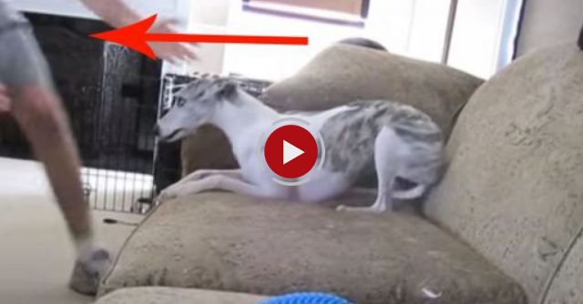 Cute Whippet Dog Story: Man's Best Friend