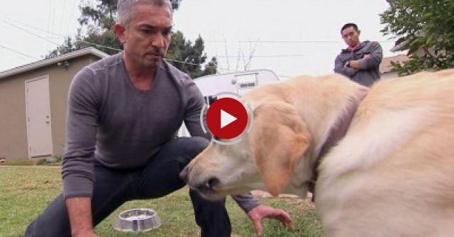 Dog Whisperer: Showdown With Holly