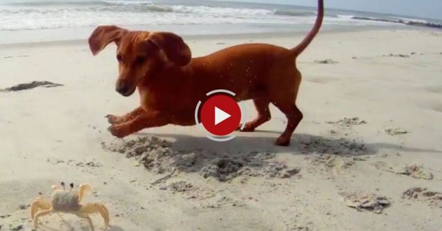 Madeline Dachshund Puppy With Crab