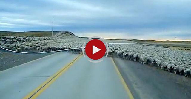 Hundreds Of Sheeps Blocking The Road, Epic Video