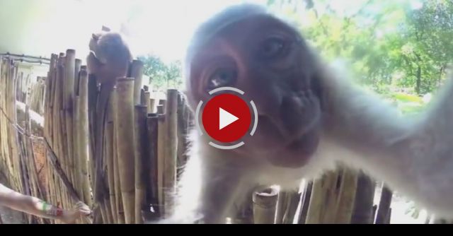 The Best GoPro Animal Videos Of 2015